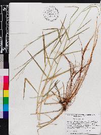 Panicum repens image