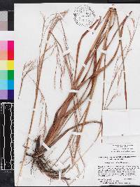 Schizachyrium stoloniferum image