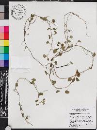 Nasturtium floridanum image