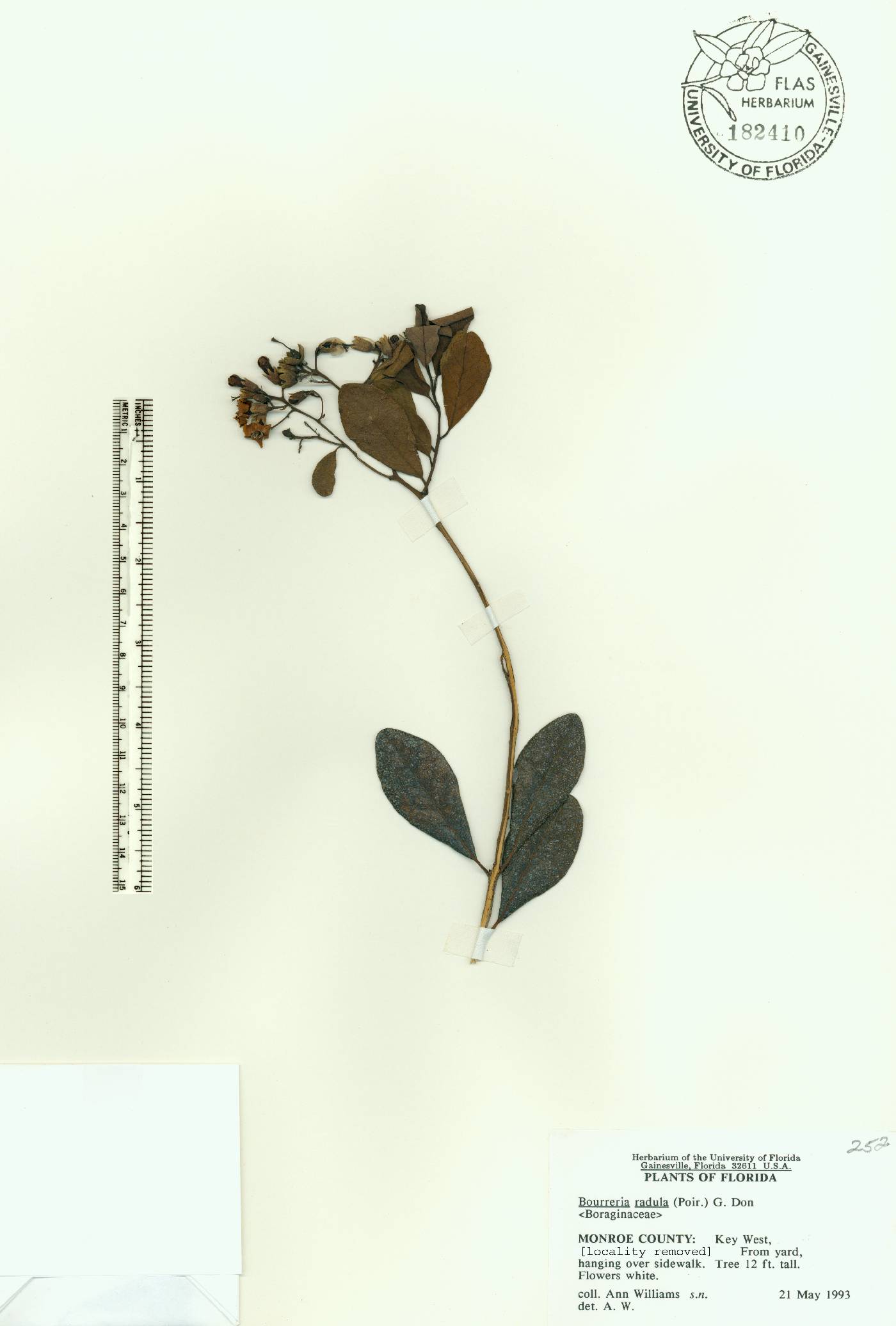 Bourreria radula image