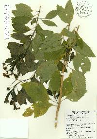 Lantana depressa image