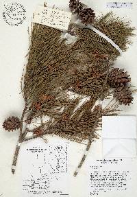 Pinus glabra image