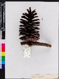 Pinus palustris image