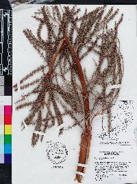 Serenoa repens image