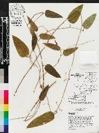 Smilax walteri image