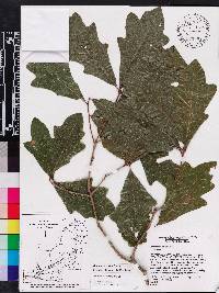 Quercus austrina image