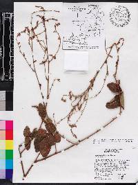 Desmodium floridanum image