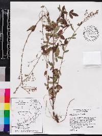 Desmodium strictum image