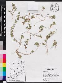 Desmodium triflorum image