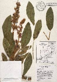 Lupinus villosus image