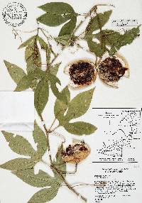 Passiflora incarnata image