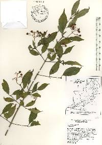 Cornus foemina image