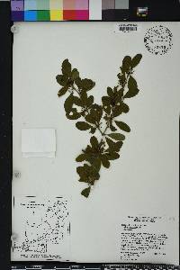 Sideroxylon reclinatum image