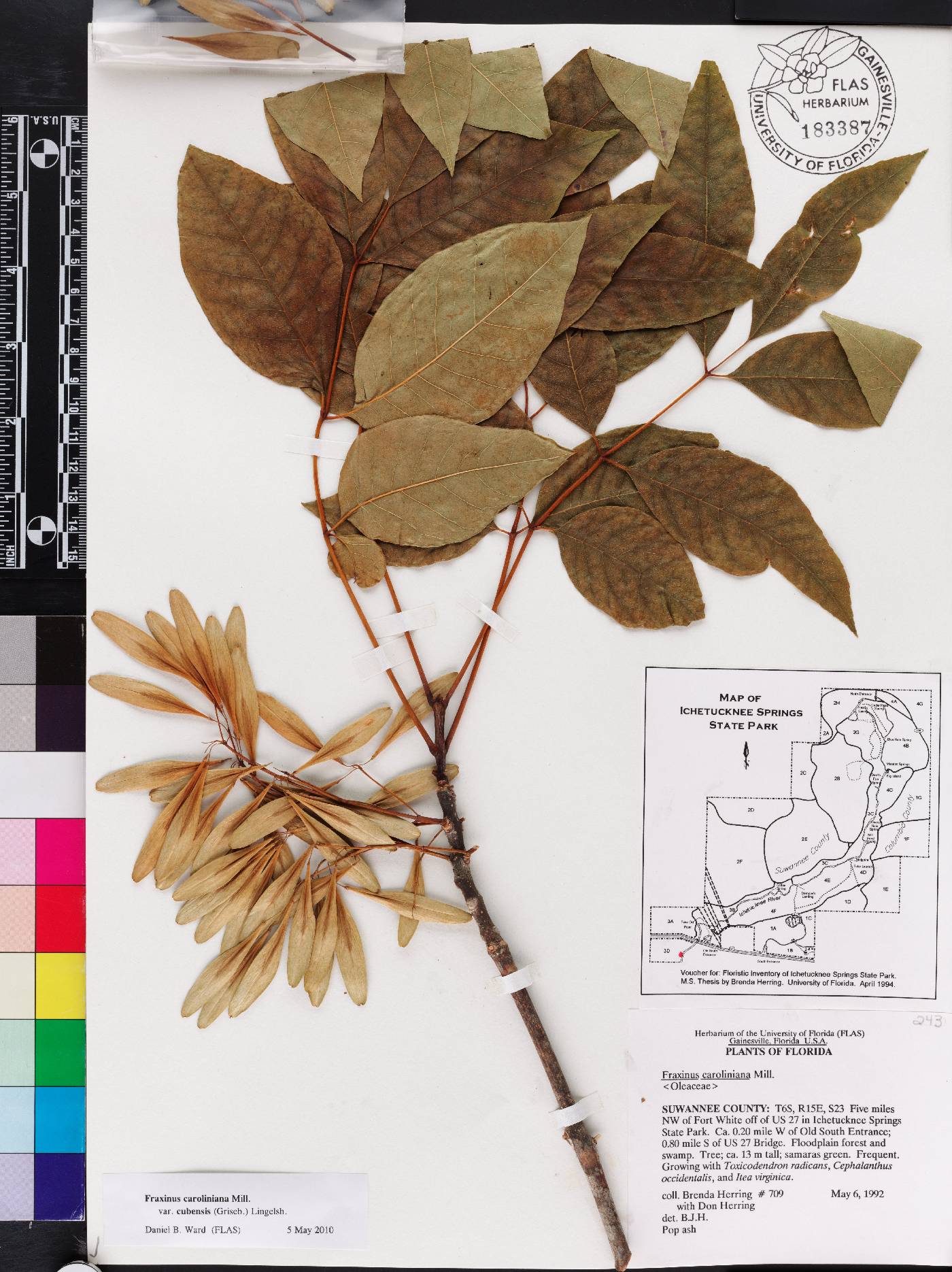 Fraxinus pauciflora image