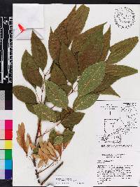 Fraxinus caroliniana image