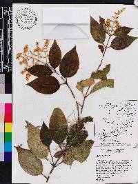 Ligustrum lucidum image