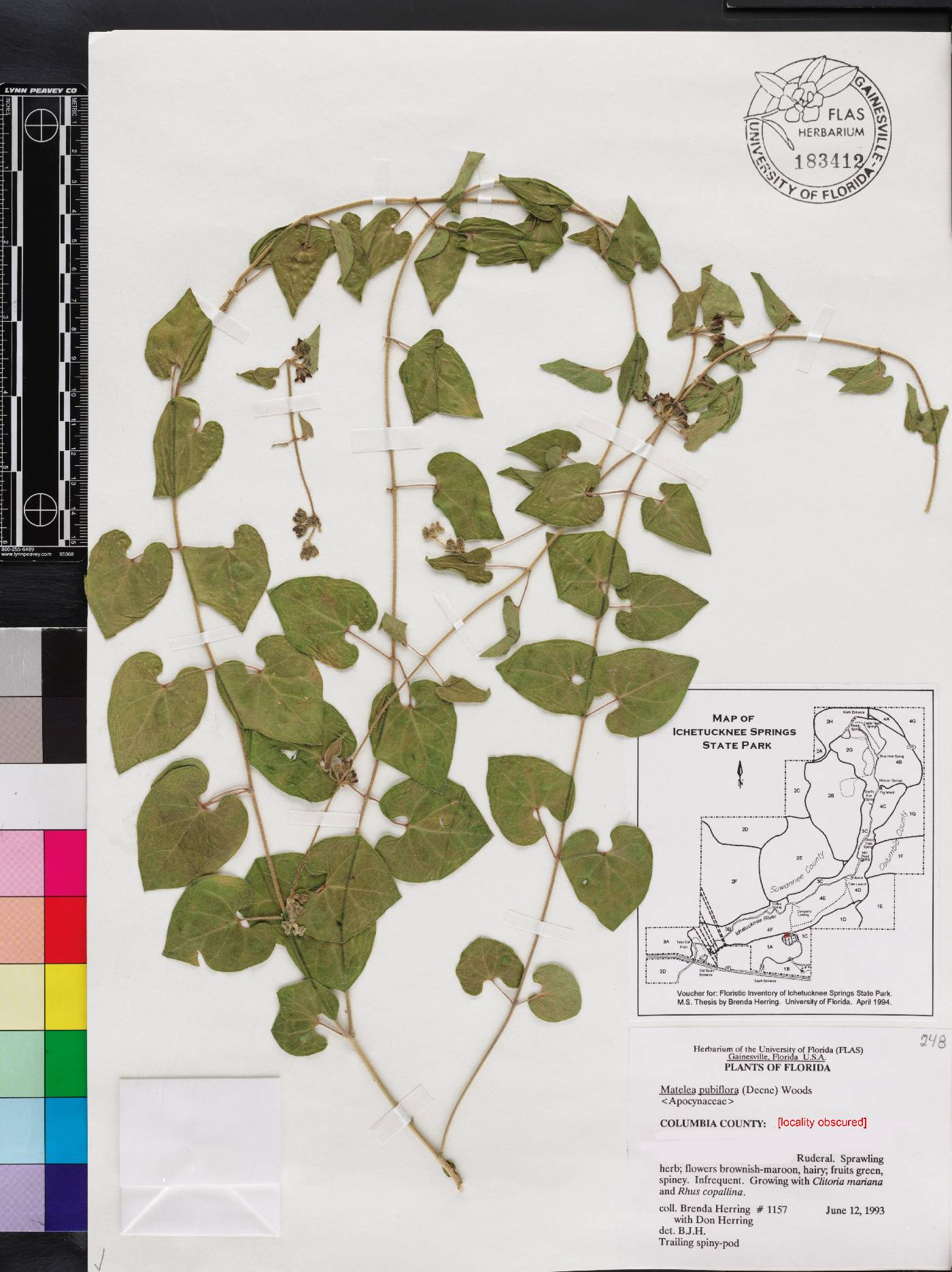 Matelea pubiflora image