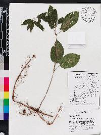 Bignonia capreolata image