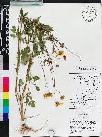 Coreopsis basalis image