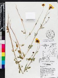 Coreopsis basalis image