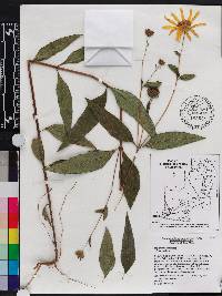 Helianthus strumosus image
