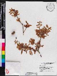 Quercus geminata image