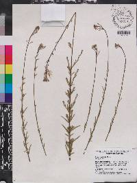 Oenothera simulans image