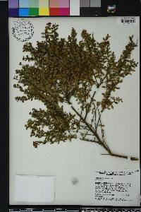 Vaccinium myrsinites image