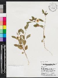 Physalis walteri image