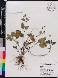 Bidens alba image