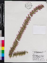 Liatris elegans image