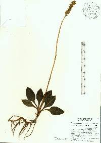 Goodyera pubescens image