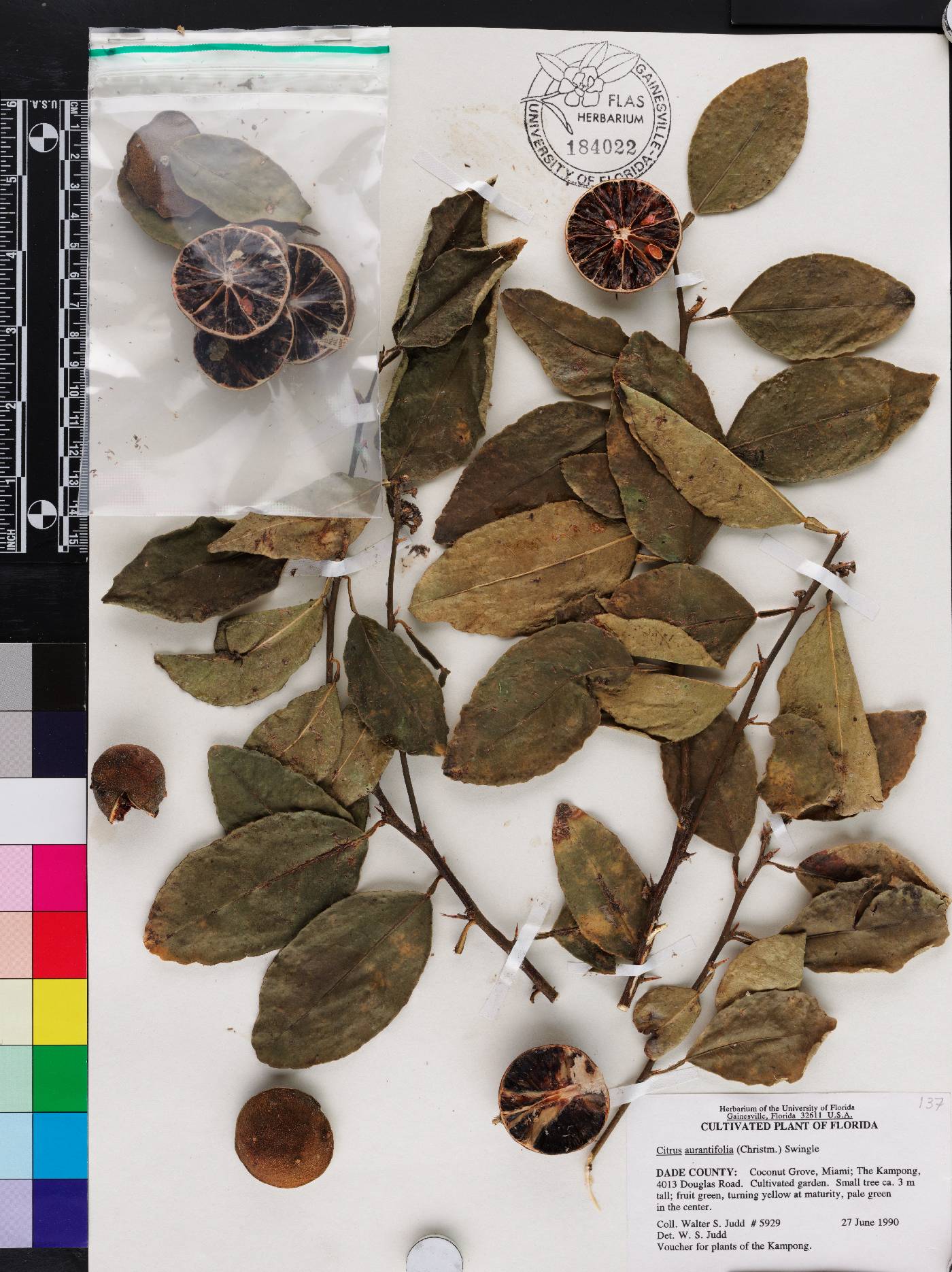 Citrus x aurantiifolia image