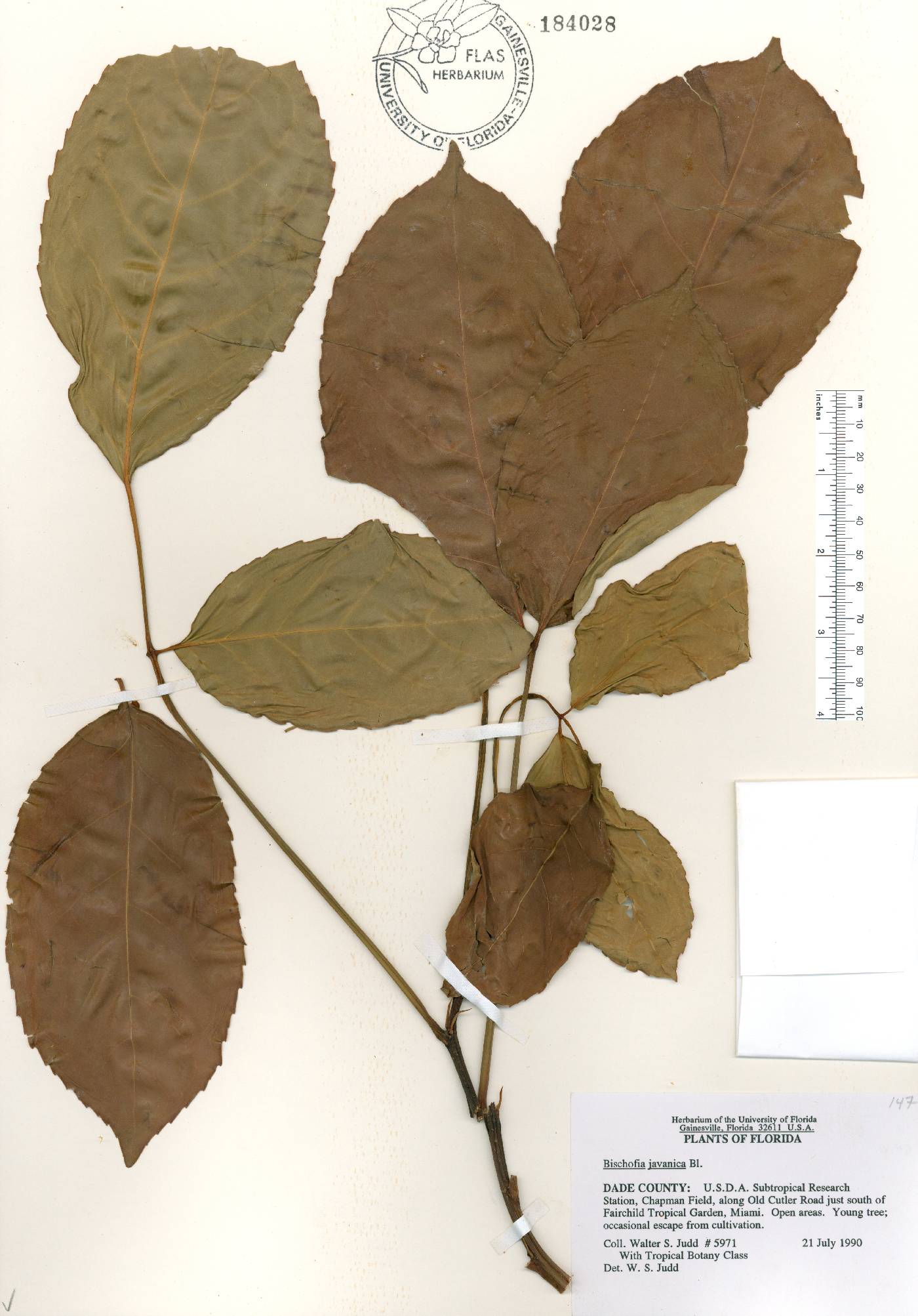 Bischofia javanica image