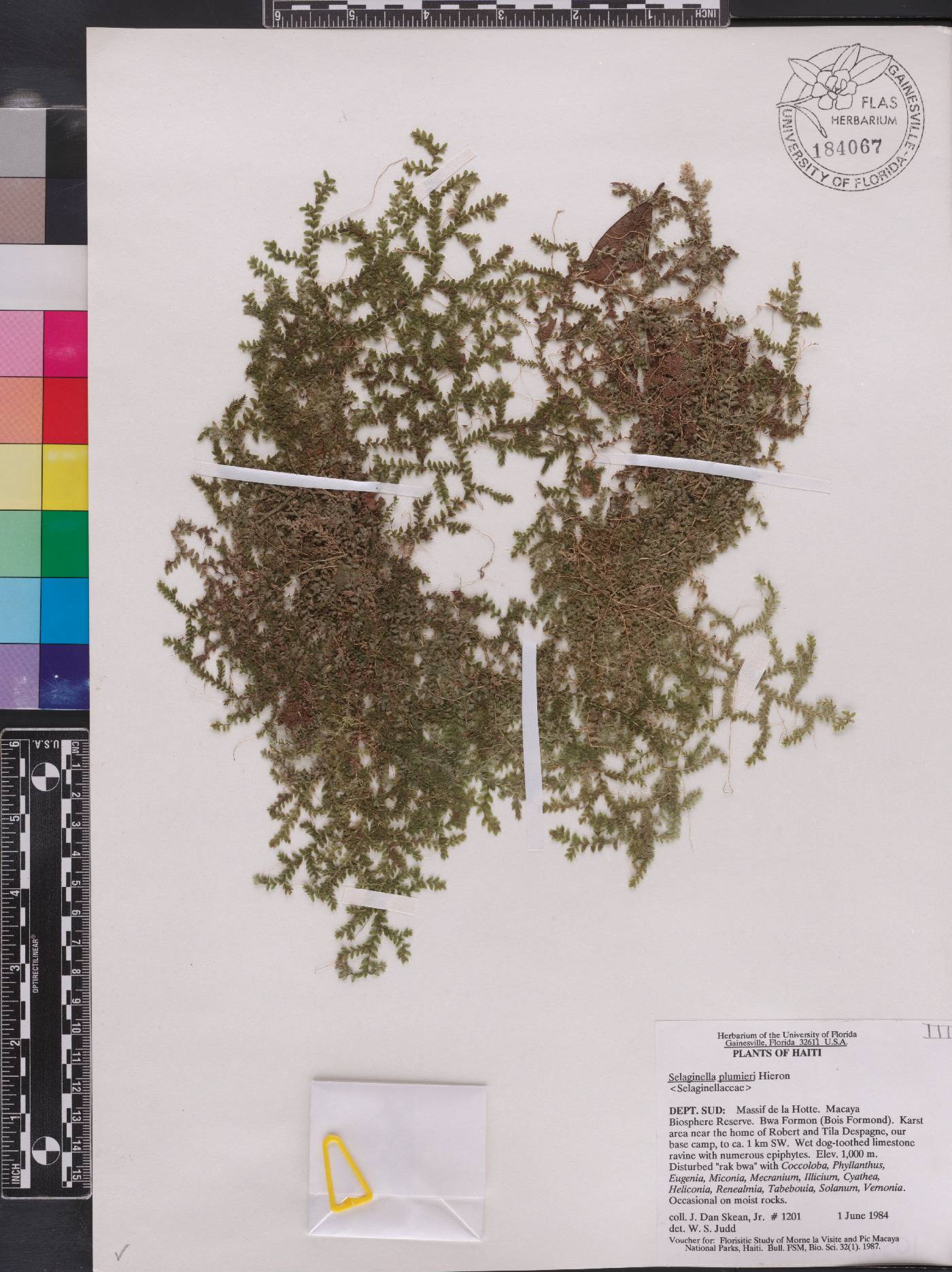 Selaginella plumieri image