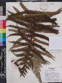 Cyathea hotteana image