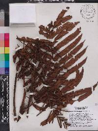 Blechnum underwoodianum image