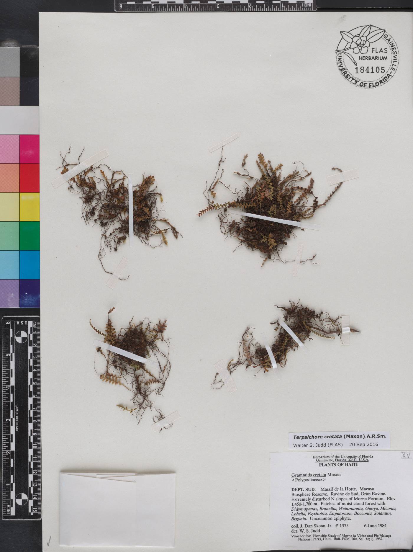 Terpsichore cretata image