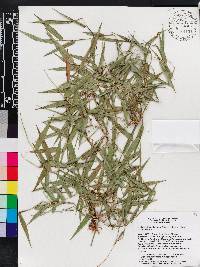Arthrostylidium haitiense image