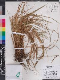 Carex hamata image