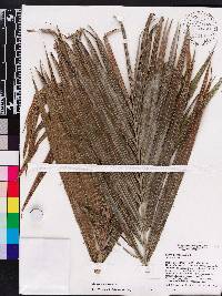Bactris plumeriana image