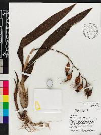 Prosthechea cochleata image