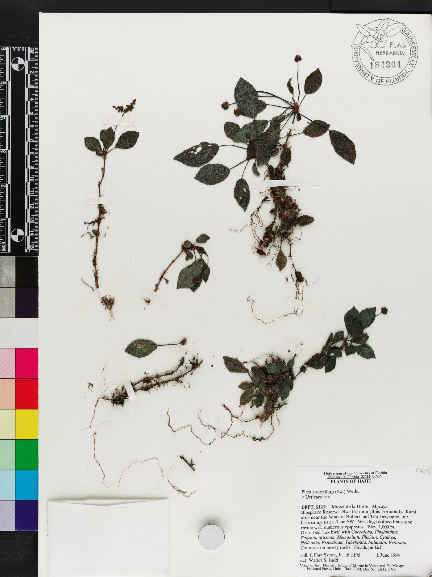 Pilea stolonifera image