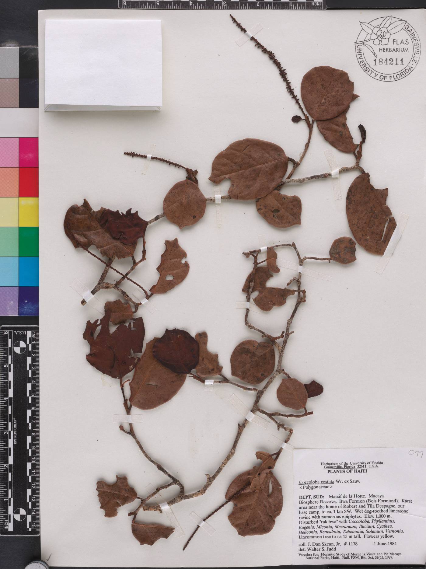 Coccoloba costata image