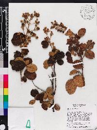 Rubus selleanus image