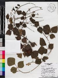Rhynchosia erythrinoides image
