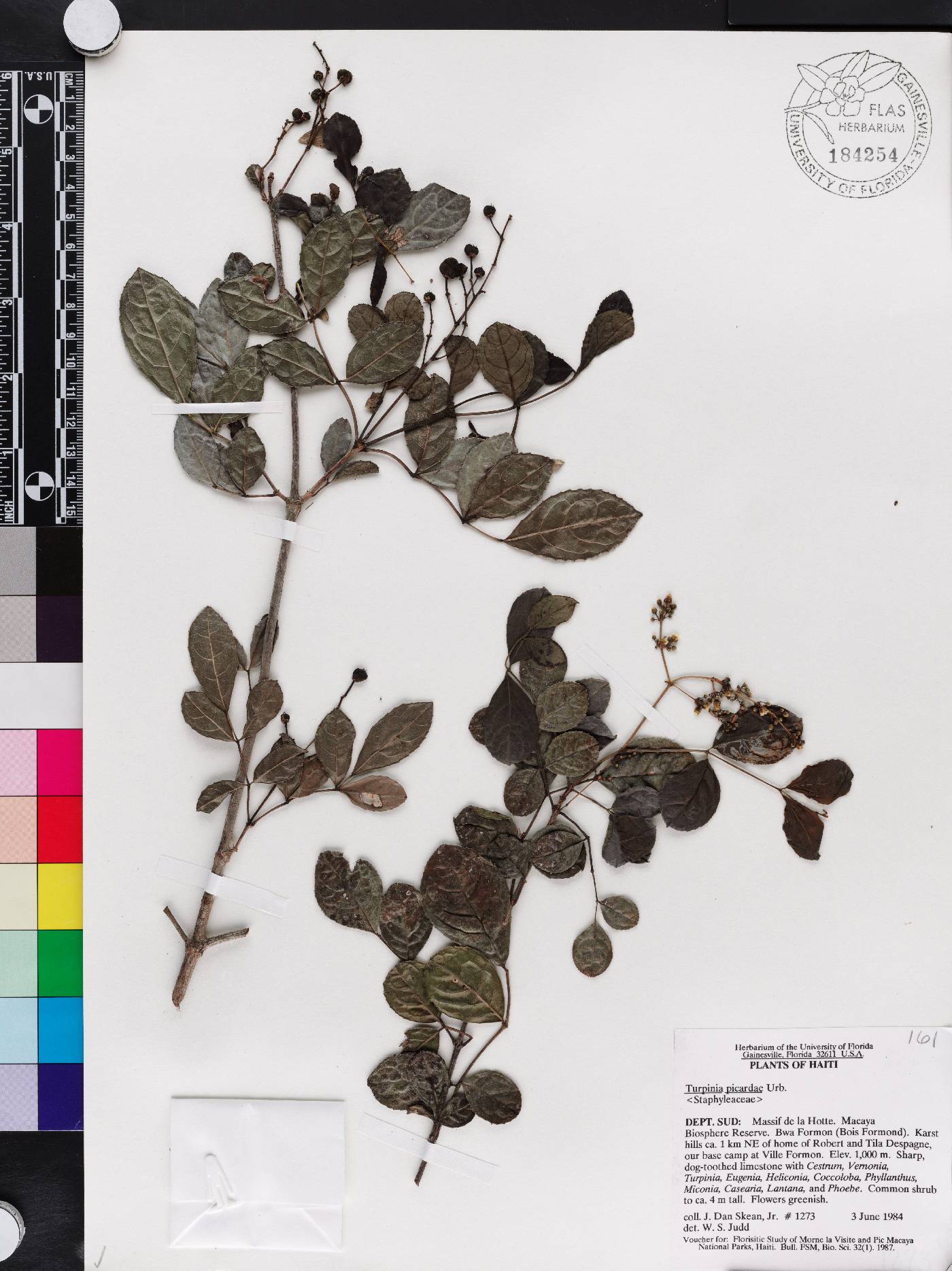 Staphylea picardae image