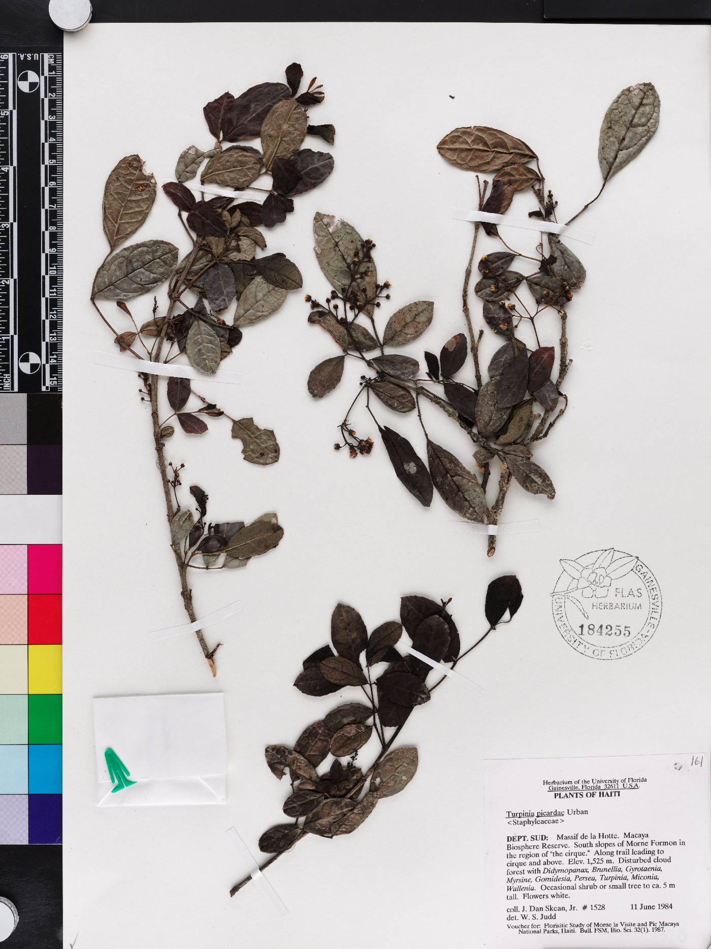 Staphylea picardae image