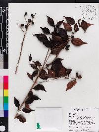 Eugenia glabrata image