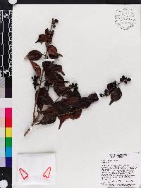 Eugenia glabrata image